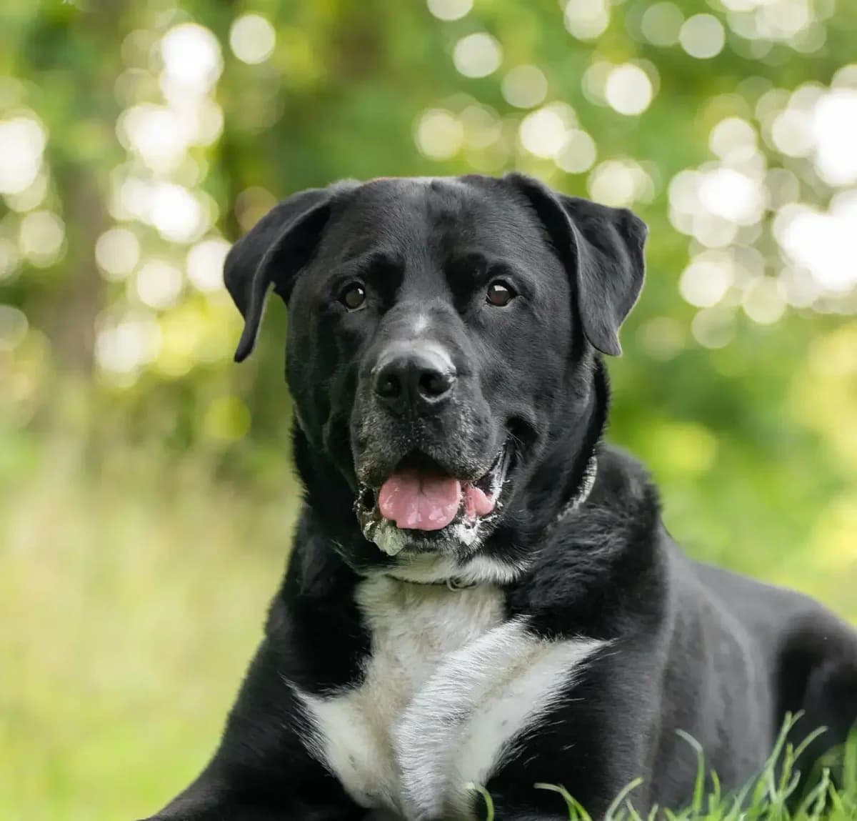 Odin, male senior Mixed Breed for adoption at Tierheim Northeim