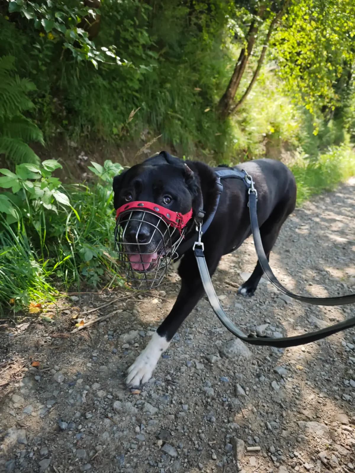 Odin, male Mixed Breed for adoption at Tierheim Northeim — photo 2 of 12