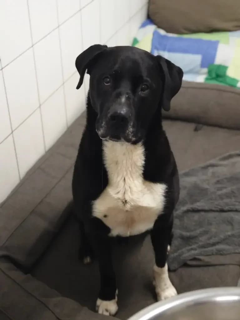 Odin, male Mixed Breed for adoption at Tierheim Northeim — photo 3 of 12