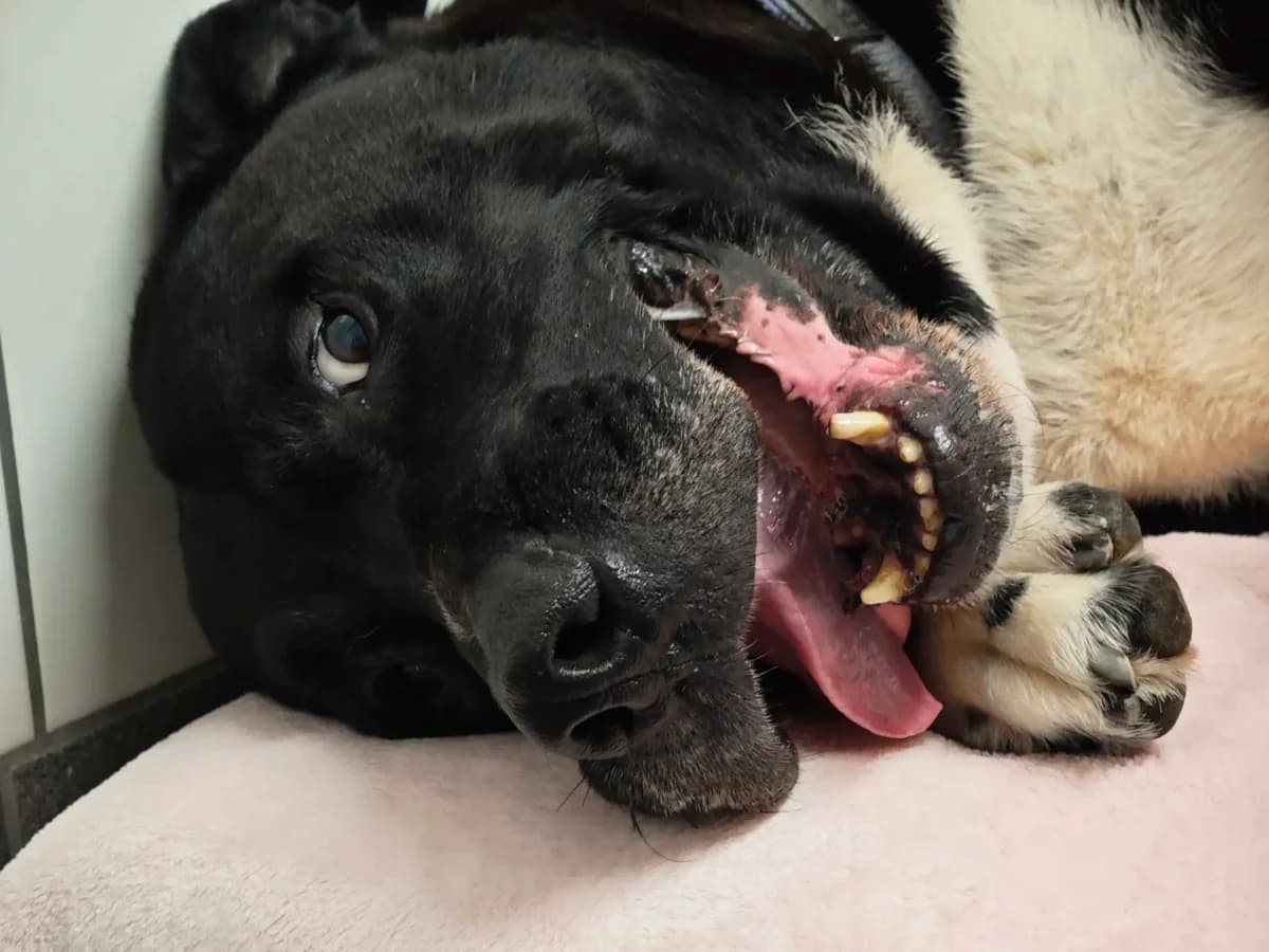 Odin, male Mixed Breed for adoption at Tierheim Northeim — photo 4 of 12