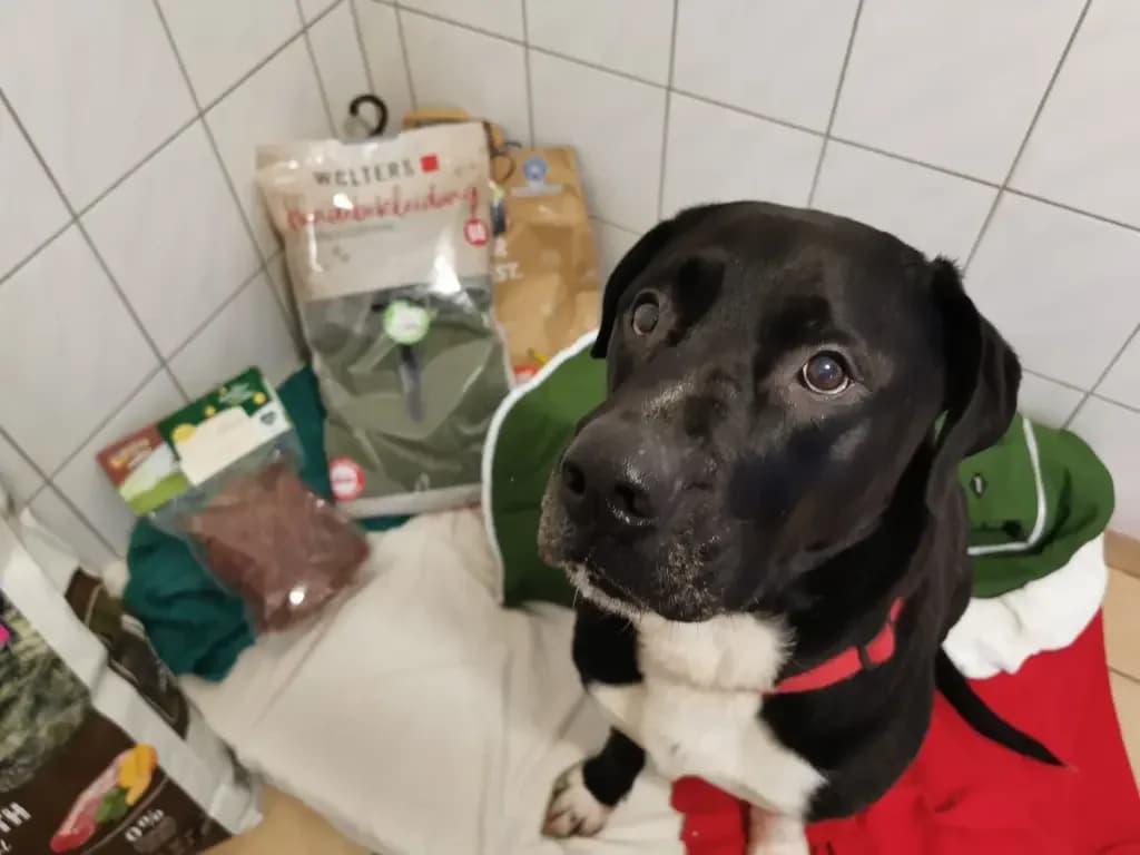 Odin, male Mixed Breed for adoption at Tierheim Northeim — photo 5 of 12