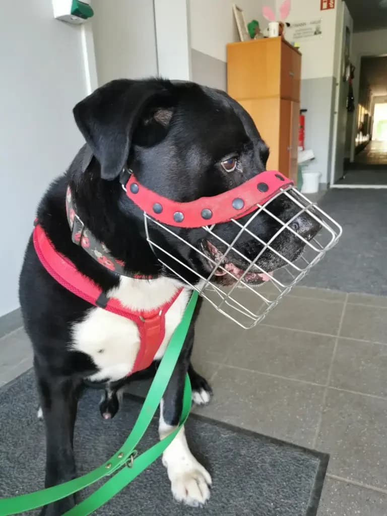 Odin, male Mixed Breed for adoption at Tierheim Northeim — photo 6 of 12