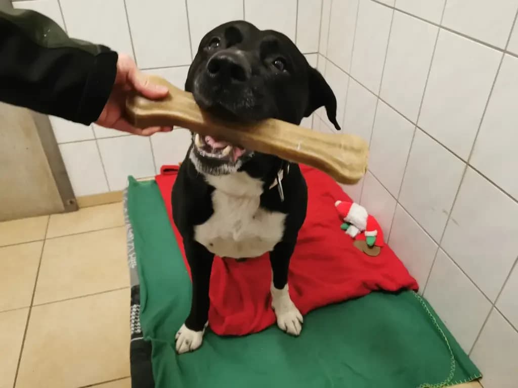 Odin, male Mixed Breed for adoption at Tierheim Northeim — photo 7 of 12