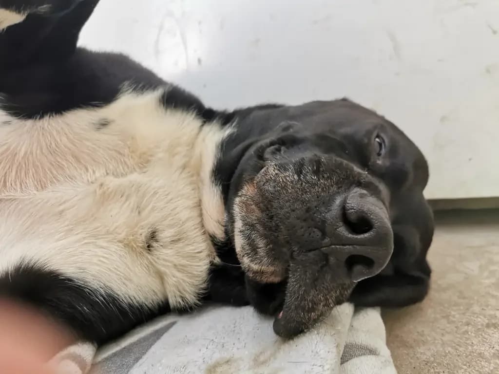 Odin, male Mixed Breed for adoption at Tierheim Northeim — photo 8 of 12