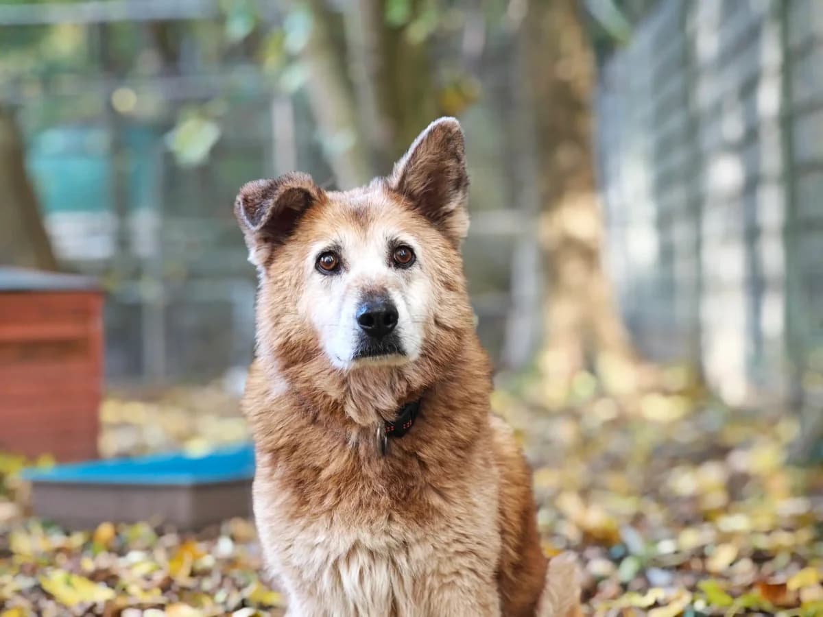 Milow, male senior Mixed Breed for adoption at Tierheim Northeim