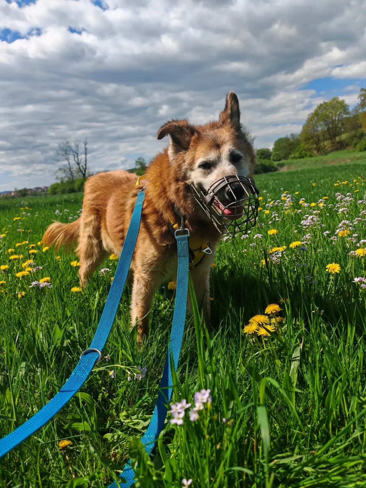 Milow, male Mixed Breed for adoption at Tierheim Northeim — photo 2 of 9