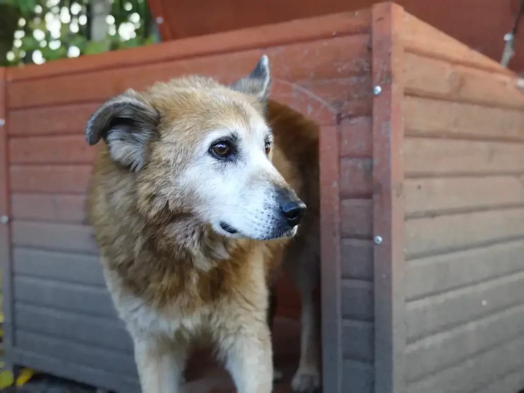 Milow, male Mixed Breed for adoption at Tierheim Northeim — photo 3 of 9