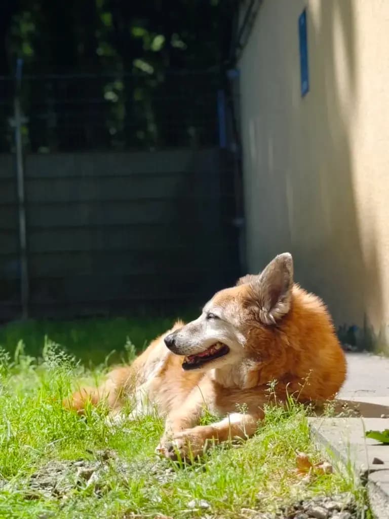 Milow, male Mixed Breed for adoption at Tierheim Northeim — photo 4 of 9