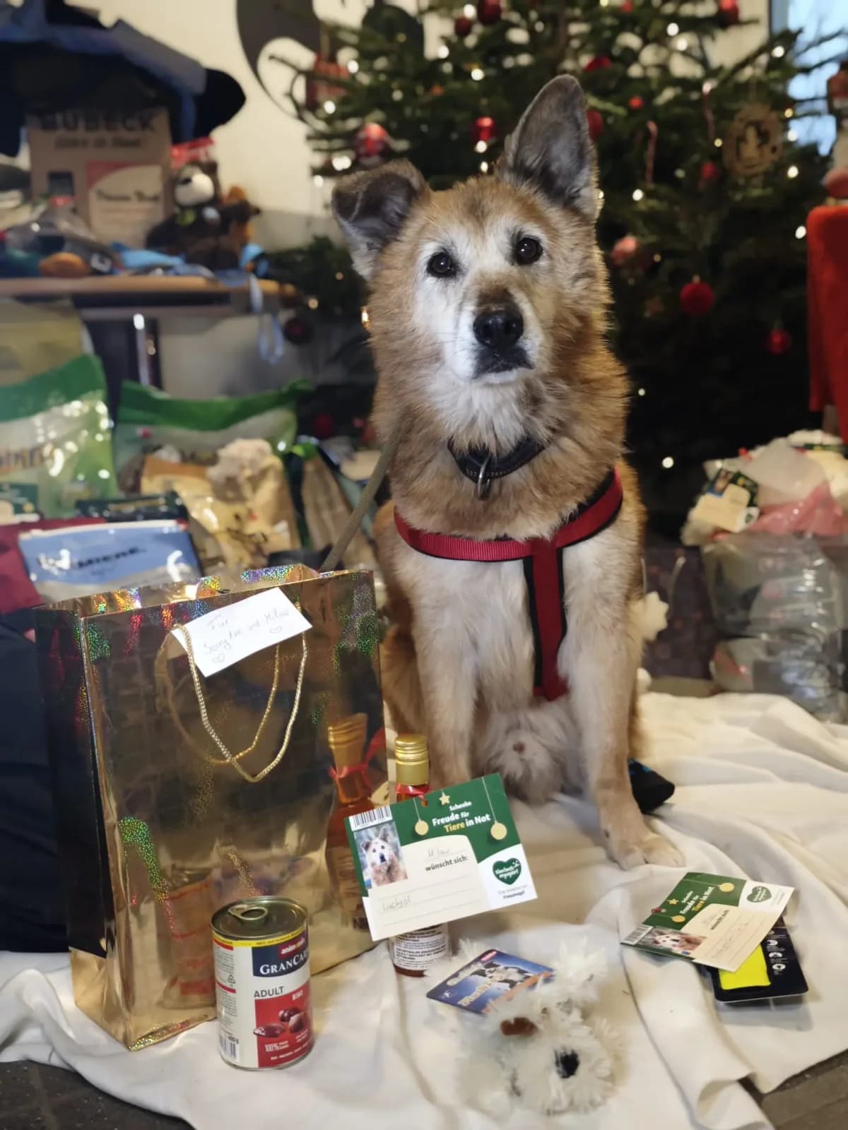 Milow, male Mixed Breed for adoption at Tierheim Northeim — photo 5 of 9