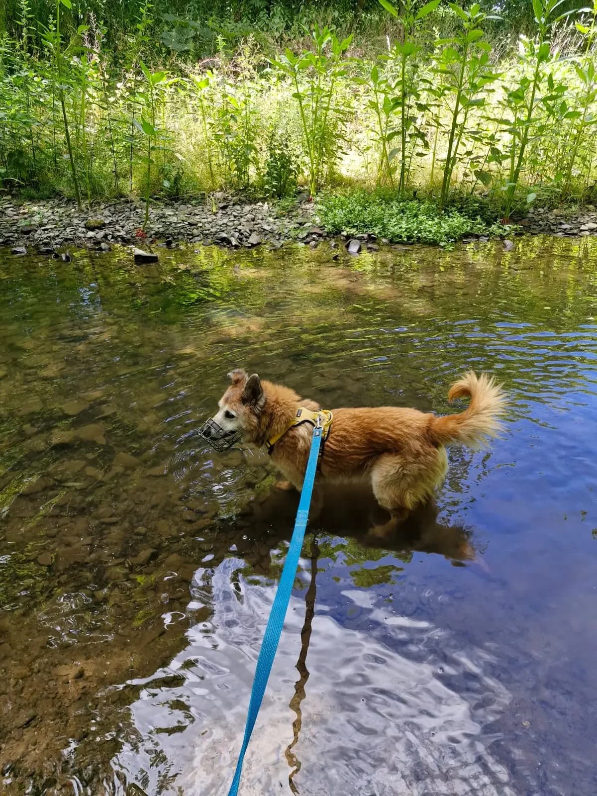 Milow, male Mixed Breed for adoption at Tierheim Northeim — photo 6 of 9