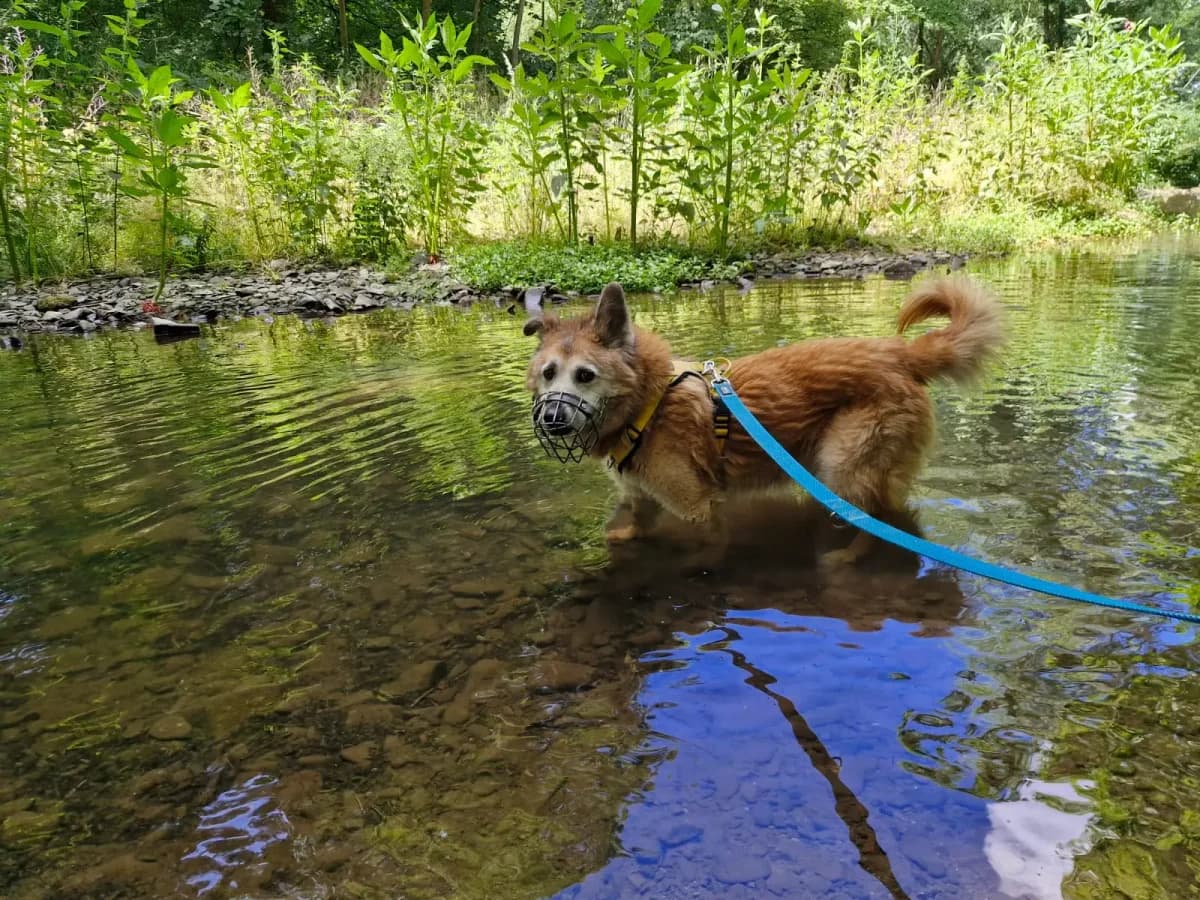Milow, male Mixed Breed for adoption at Tierheim Northeim — photo 7 of 9