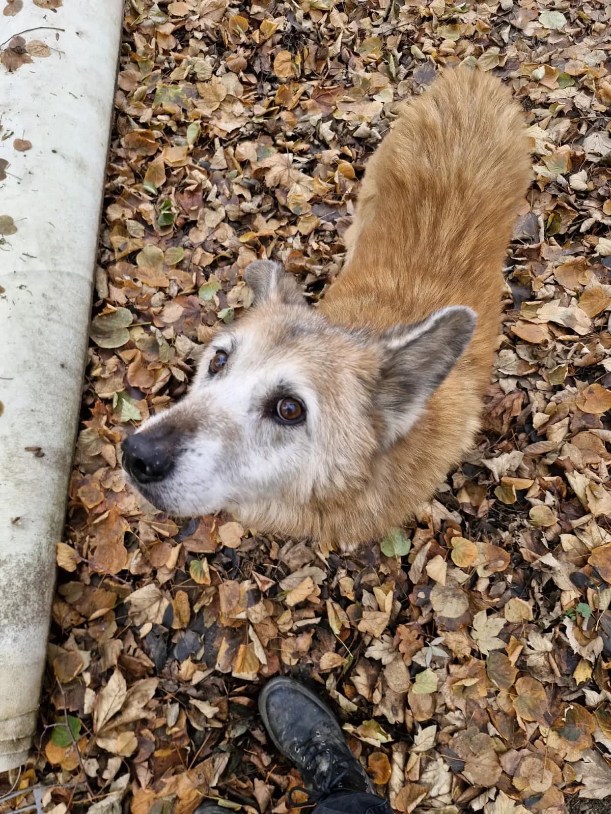 Milow, male Mixed Breed for adoption at Tierheim Northeim — photo 8 of 9