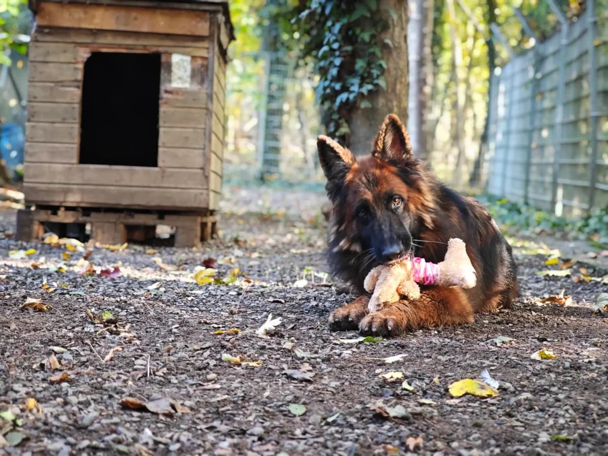 Jerry Lee, male 7yo Mixed Breed for adoption at Tierheim Northeim
