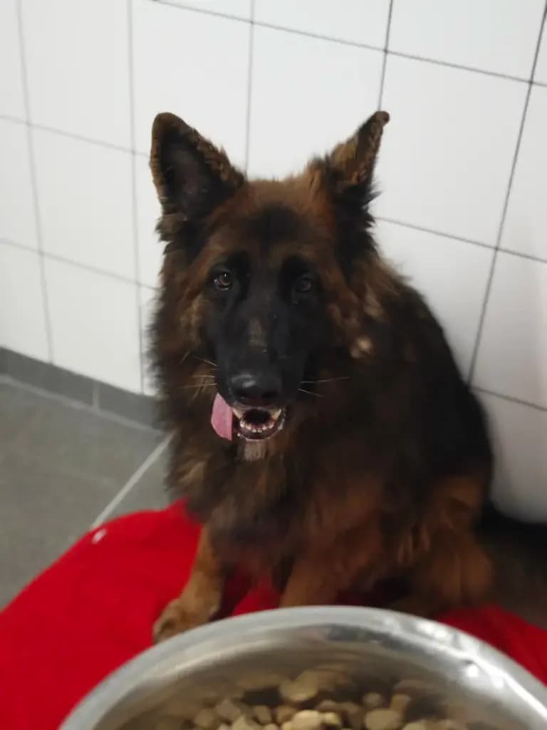 Jerry Lee, male Mixed Breed for adoption at Tierheim Northeim — photo 2 of 12