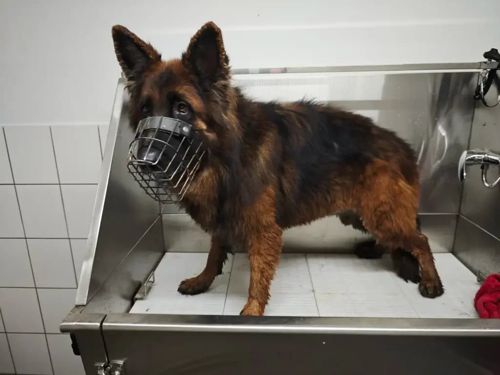 Jerry Lee, male Mixed Breed for adoption at Tierheim Northeim — photo 3 of 12