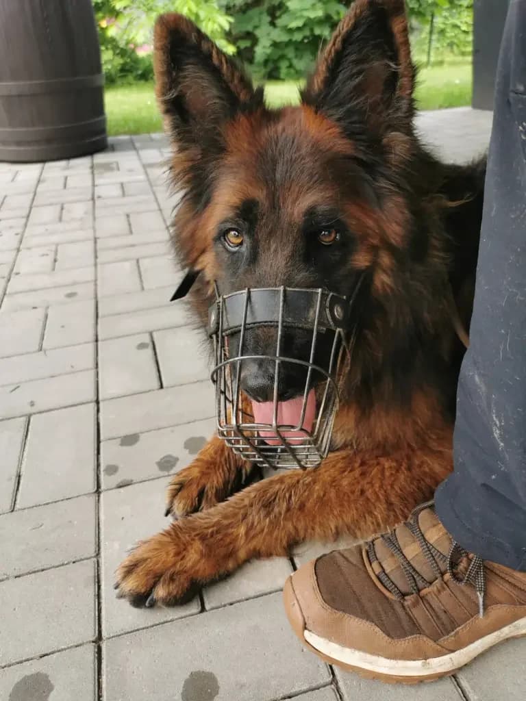 Jerry Lee, male Mixed Breed for adoption at Tierheim Northeim — photo 4 of 12