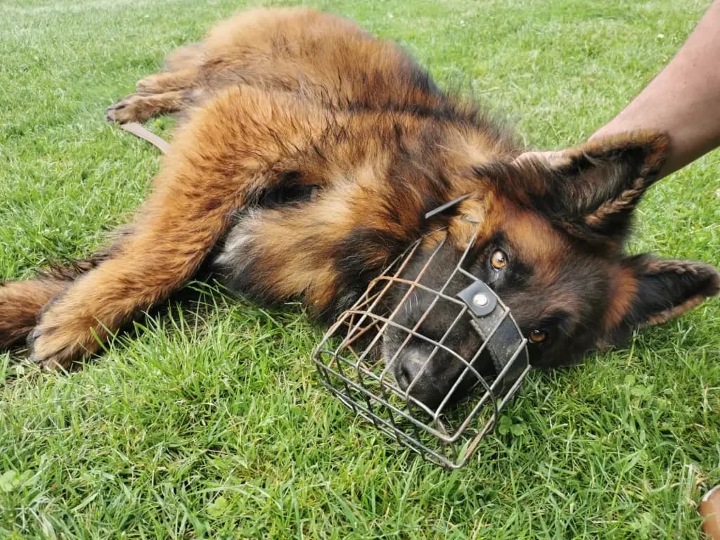 Jerry Lee, male Mixed Breed for adoption at Tierheim Northeim — photo 5 of 12