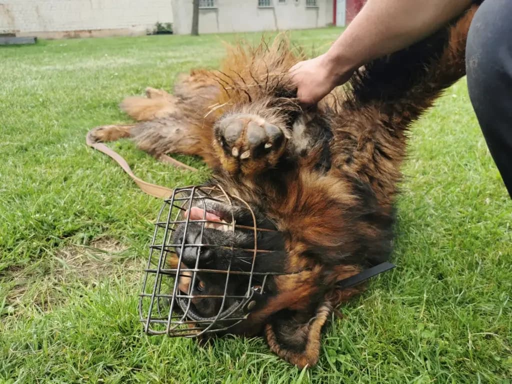 Jerry Lee, male Mixed Breed for adoption at Tierheim Northeim — photo 6 of 12