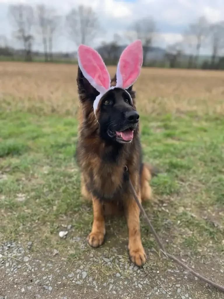 Jerry Lee, male Mixed Breed for adoption at Tierheim Northeim — photo 7 of 12