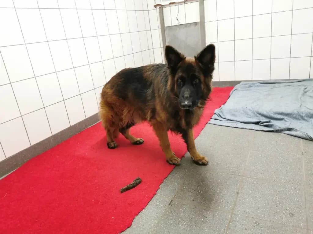 Jerry Lee, male Mixed Breed for adoption at Tierheim Northeim — photo 8 of 12