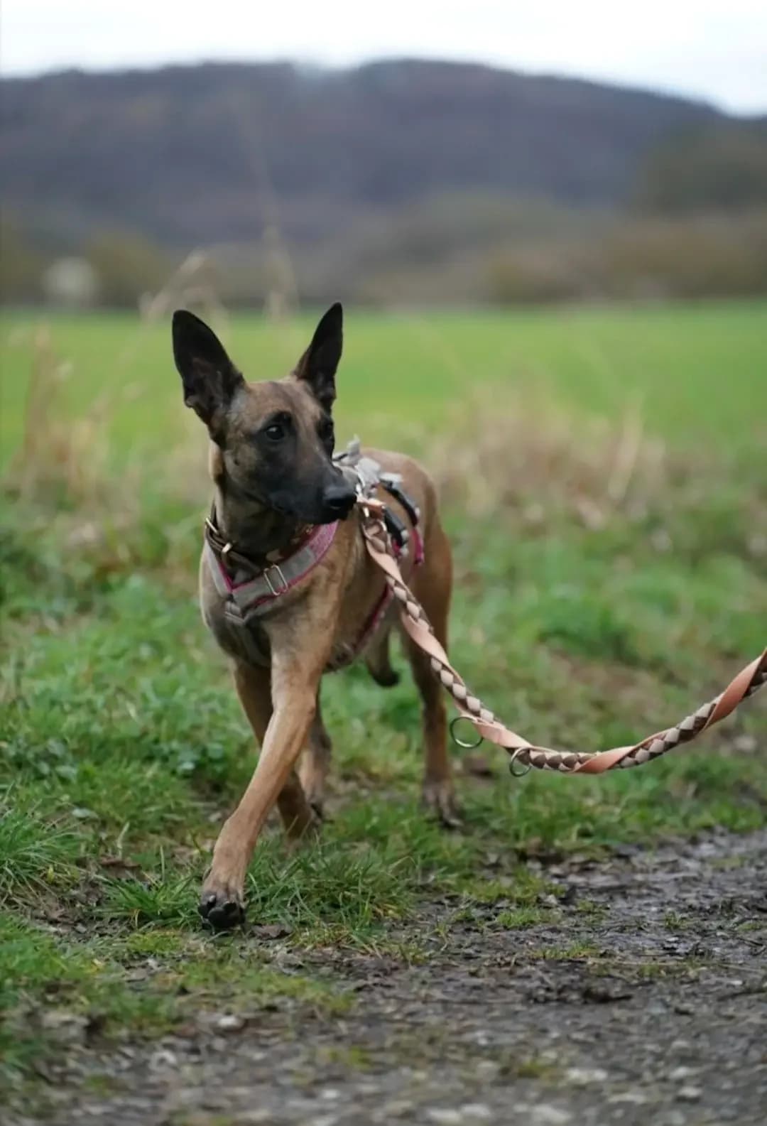 Josie, female 5yo Mixed Breed for adoption at Tierheim Northeim