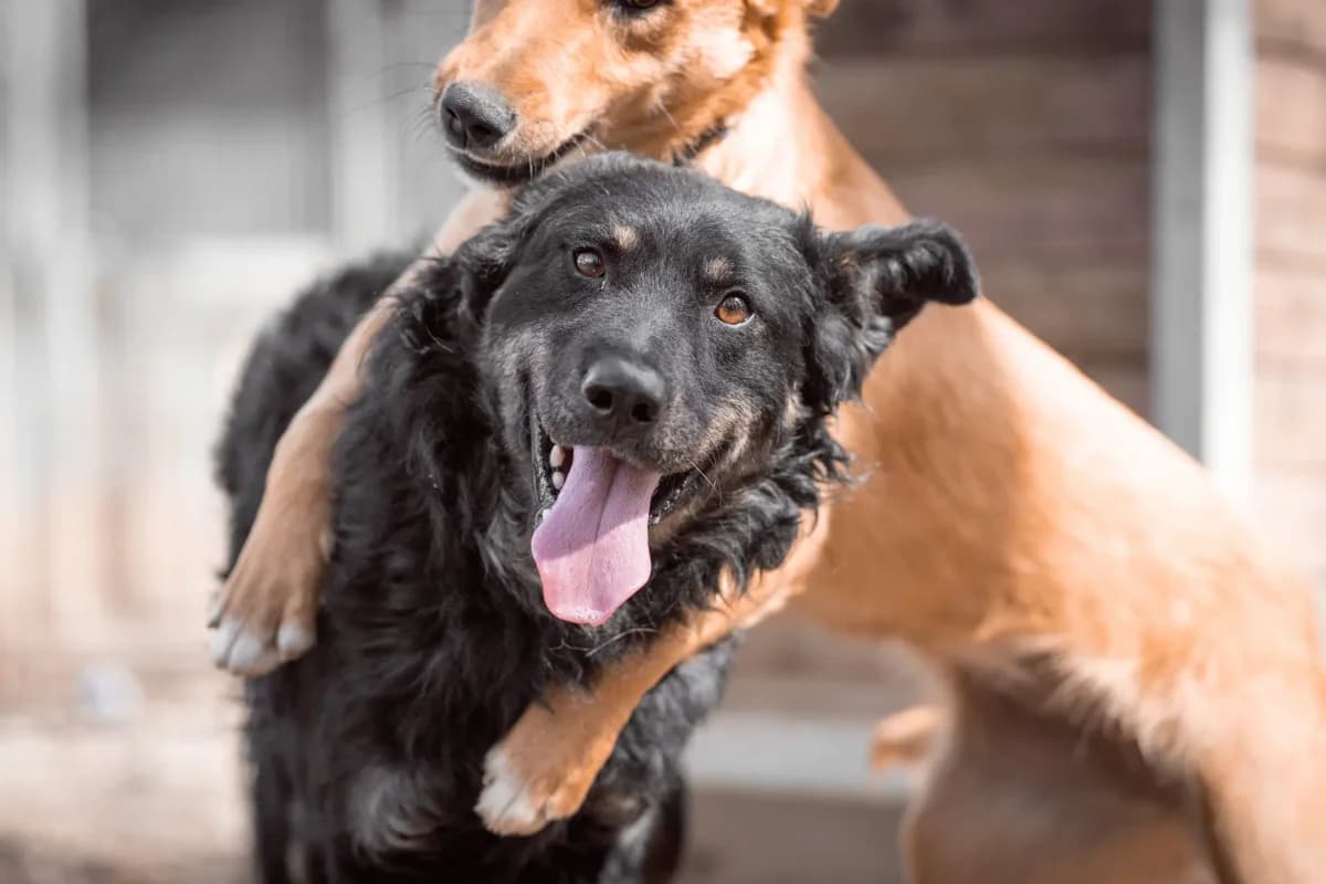 Otto, male 7yo Mixed Breed for adoption at Tierheim Northeim