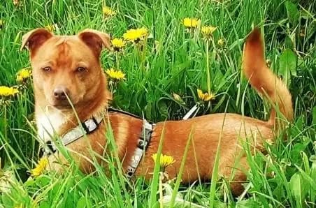 Flo, male 4yo Mixed Breed for adoption at Tierheim Northeim