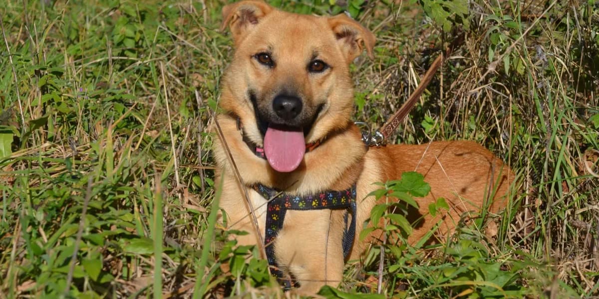 Mateo, male 4yo Mixed Breed for adoption at Tierheim Northeim