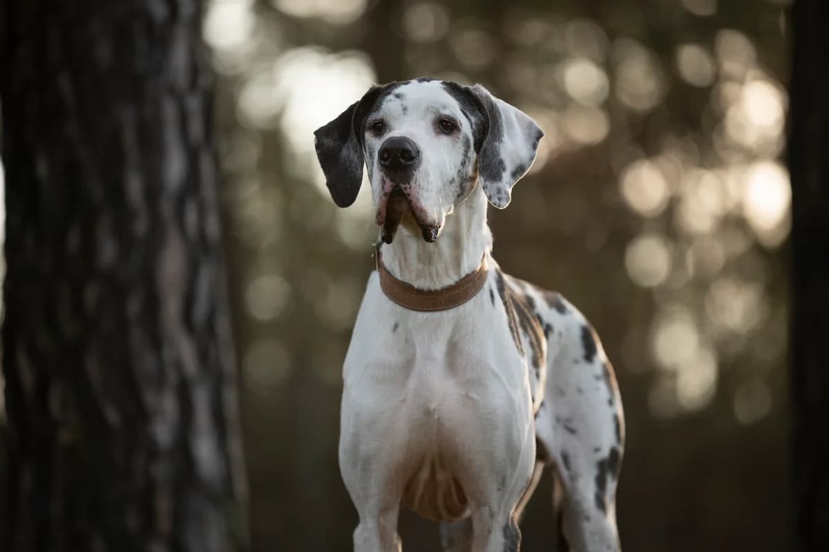 Karl, male 6yo mixed breed for adoption at Tierheim Nürnberg, Nuremberg
