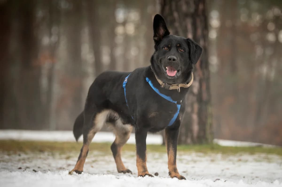 Henry, male young mixed breed for adoption at Tierheim Nürnberg, Nuremberg