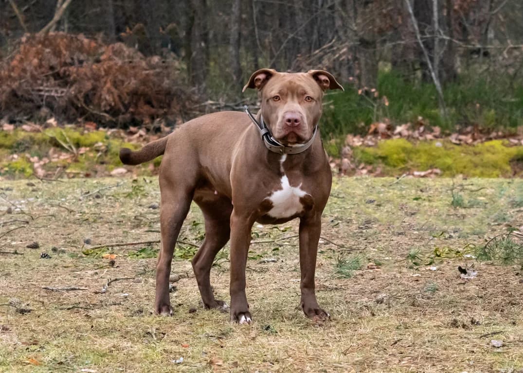 Ruby., female 5yo Pit Bull Terrier for adoption at Tierheim Nürnberg, Nuremberg