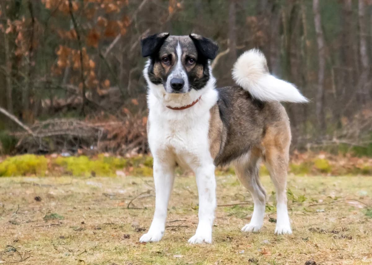 Kalle, male 6yo Mixed Breed for adoption at Tierheim Nürnberg, Nuremberg