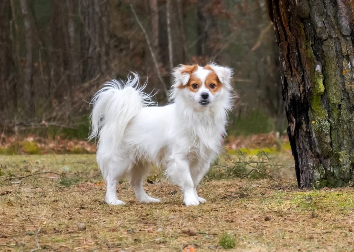 Scooby., male 3yo Mixed Breed for adoption at Tierheim Nürnberg, Nuremberg