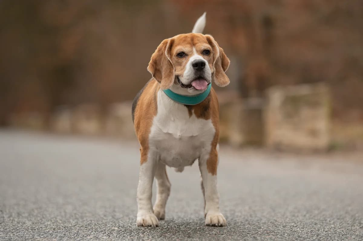 Taco., male 6yo Beagle for adoption at Tierheim Nürnberg, Nuremberg