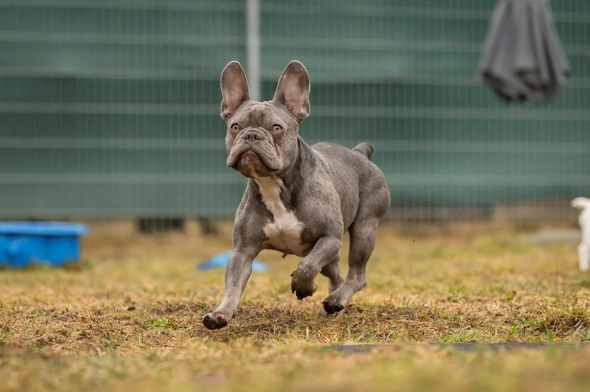 Trudy., female English Bulldog for adoption at Tierheim Nürnberg, Nuremberg