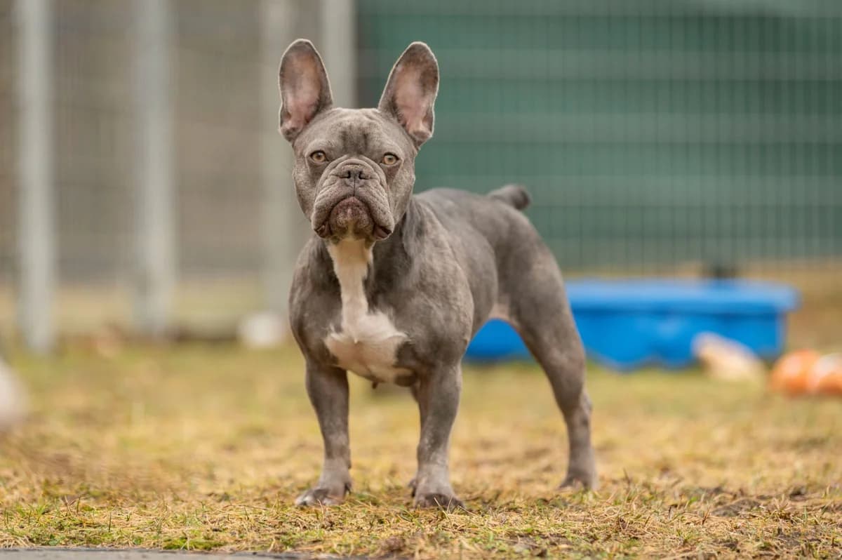 Trudy., female English Bulldog for adoption at Tierheim Nürnberg, Nuremberg — photo 3 of 3