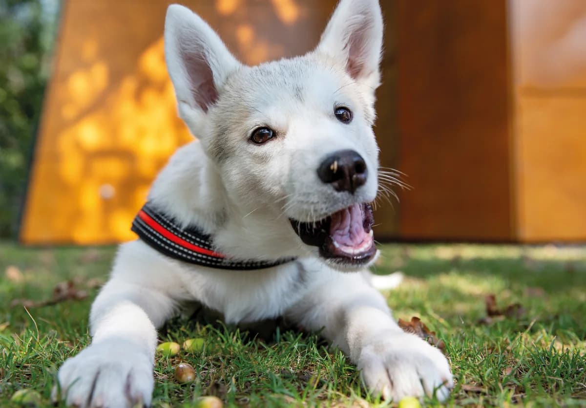 Isy., female Pug for adoption at Tierheim Nürnberg, Nuremberg — photo 2 of 6