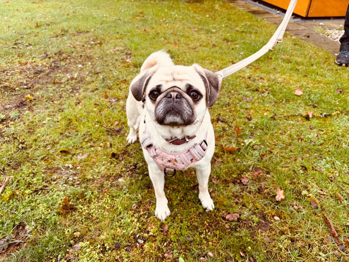 Isy., female Pug for adoption at Tierheim Nürnberg, Nuremberg — photo 3 of 6