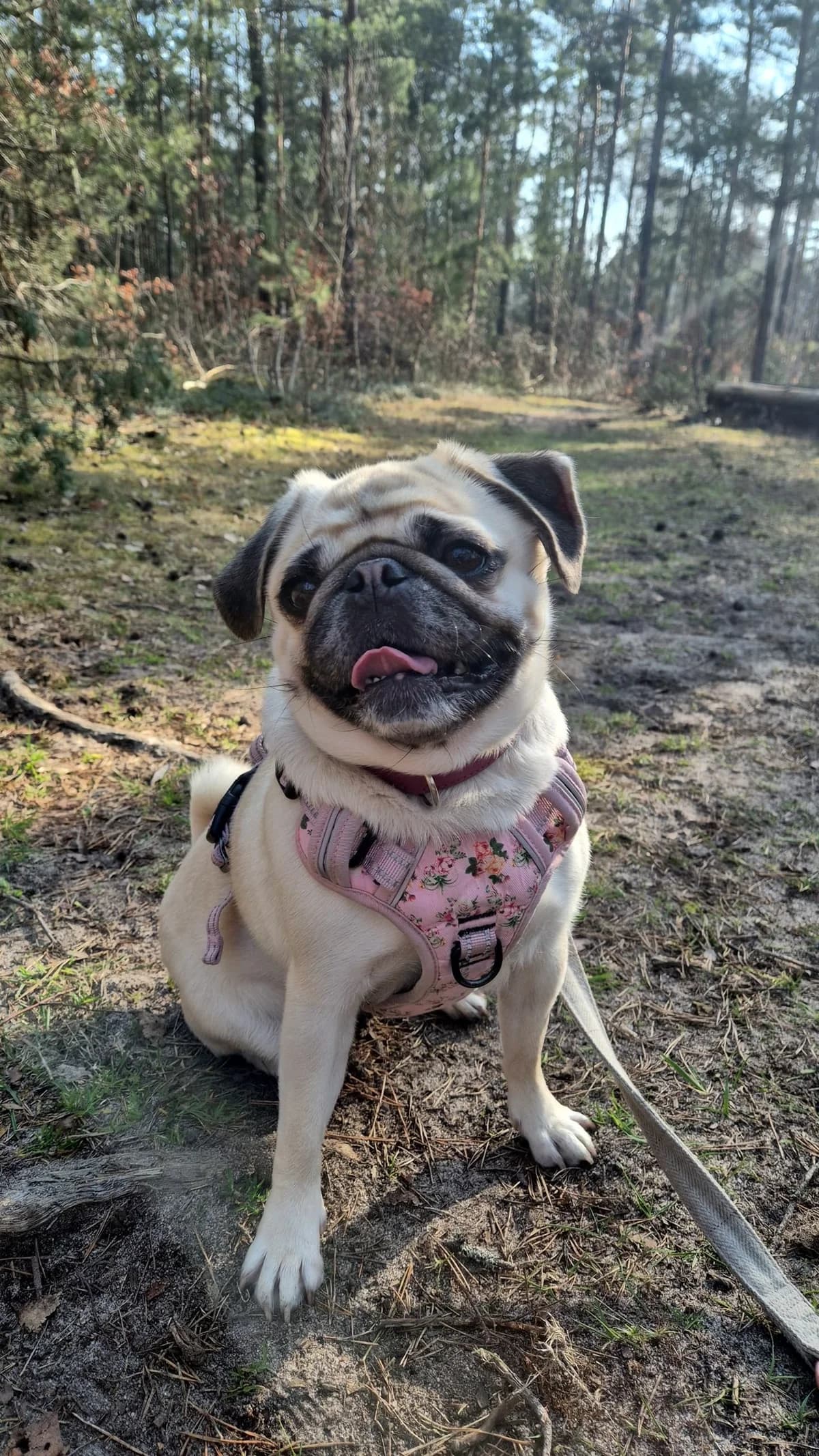 Isy., female Pug for adoption at Tierheim Nürnberg, Nuremberg — photo 4 of 6