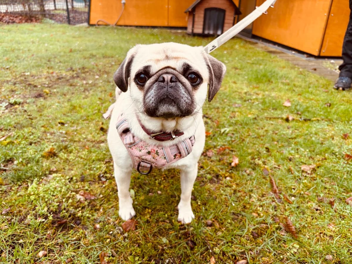 Isy., female Pug for adoption at Tierheim Nürnberg, Nuremberg — photo 5 of 6