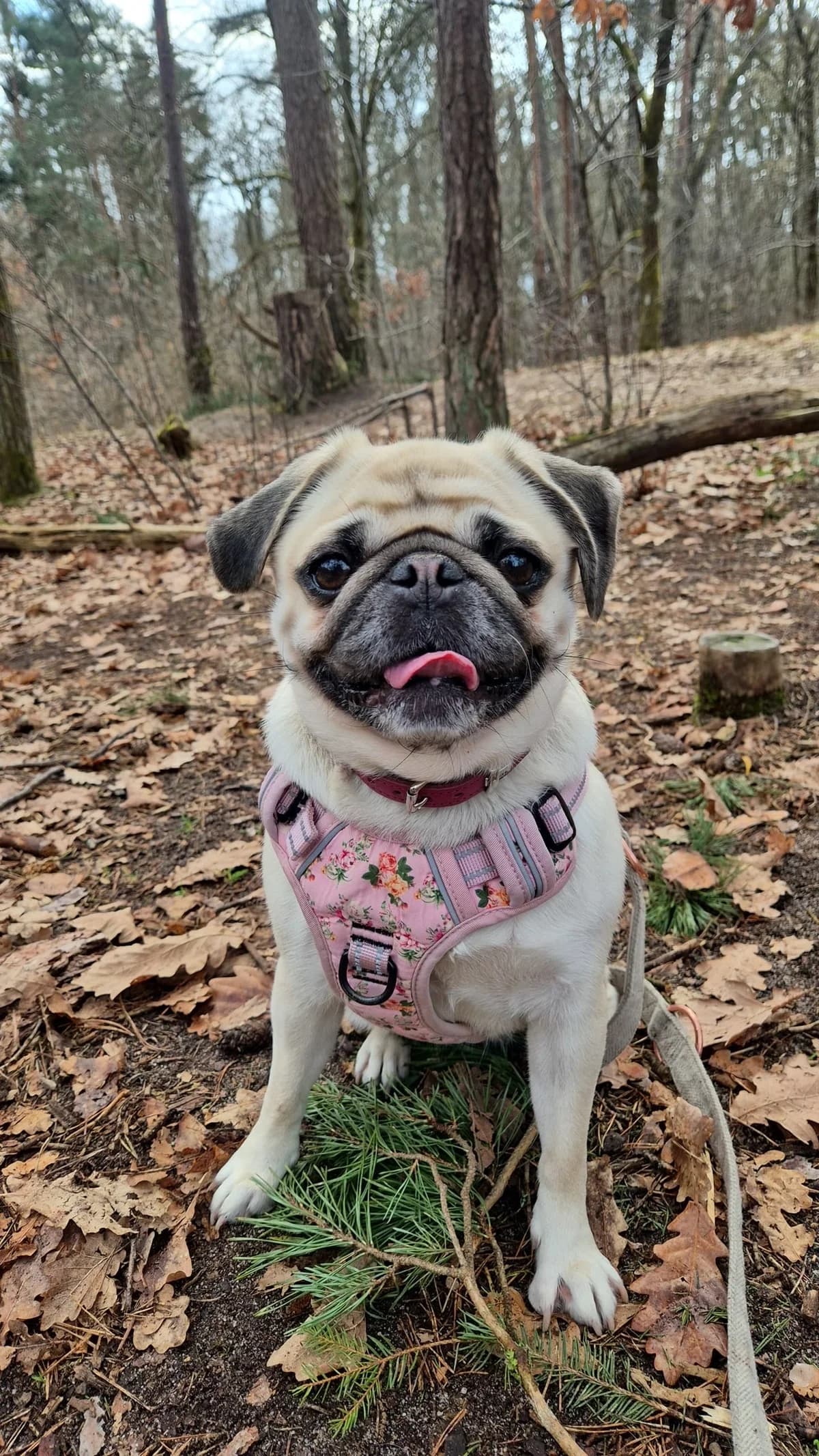 Isy., female Pug for adoption at Tierheim Nürnberg, Nuremberg — photo 6 of 6