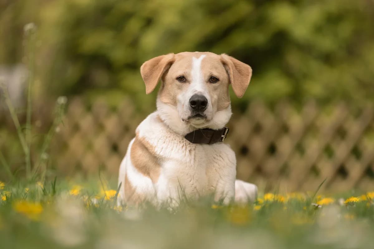 Lui., male 7yo Mixed Breed for adoption at Tierheim Nürnberg, Nuremberg
