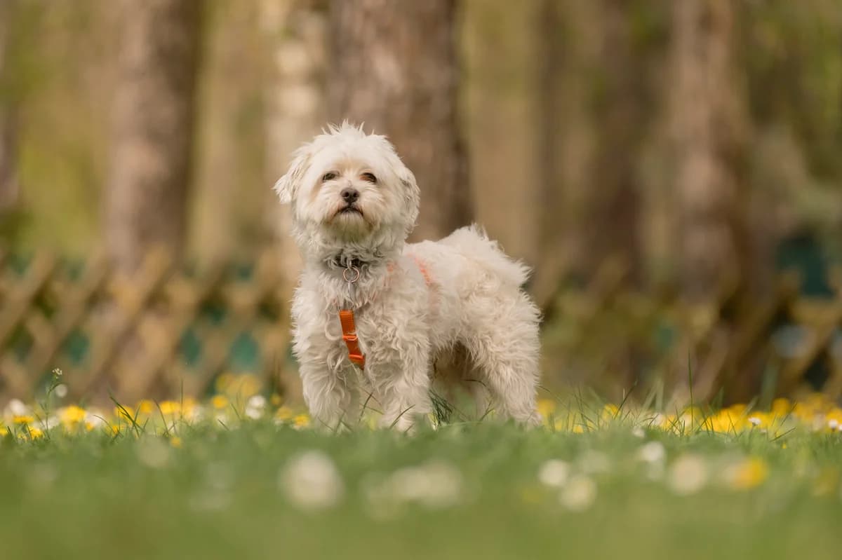 Chaplin., male 5yo Maltese for adoption at Tierheim Nürnberg, Nuremberg