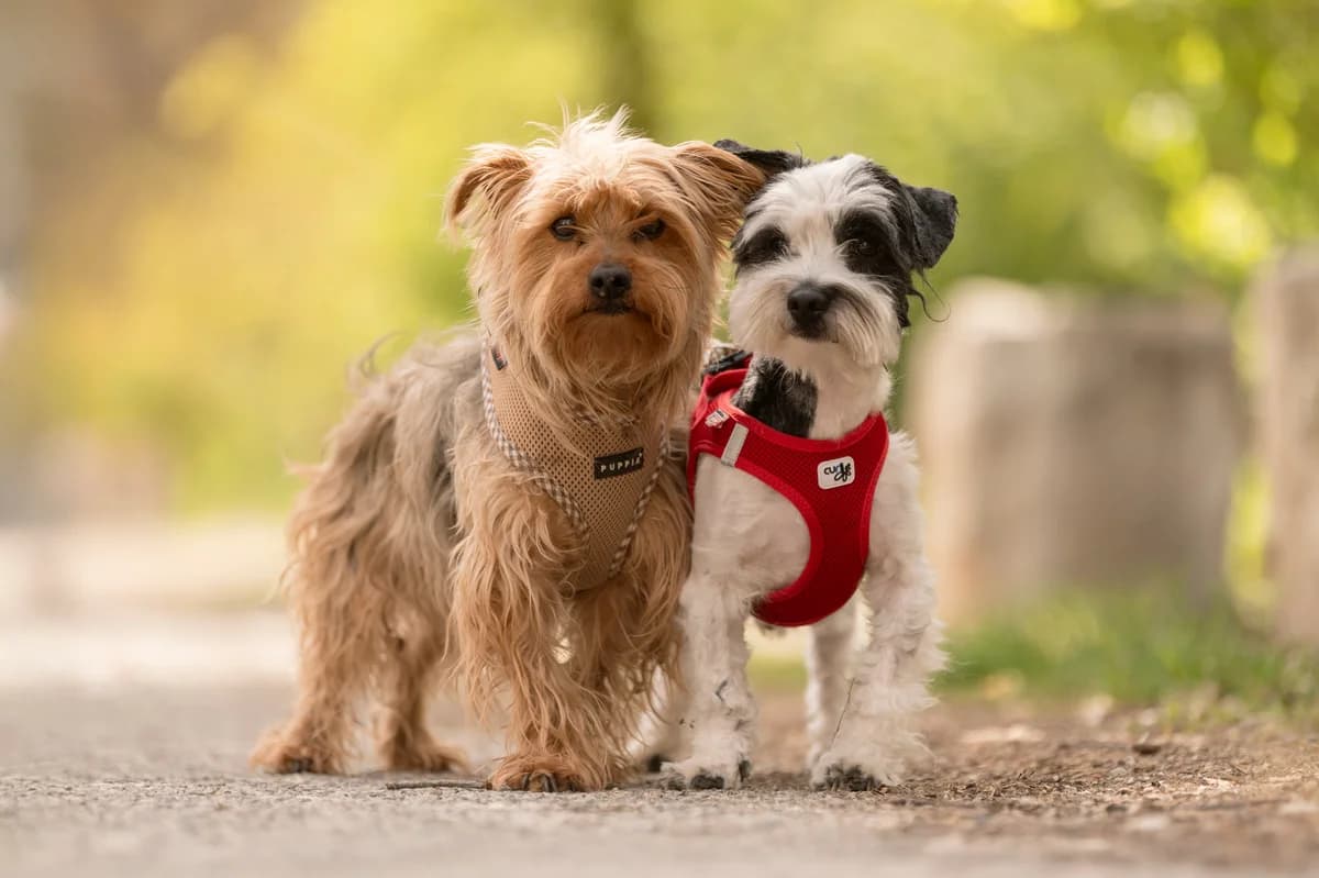 Oreo und Ferdinand., male young mixed breed for adoption at Tierheim Nürnberg, Nuremberg
