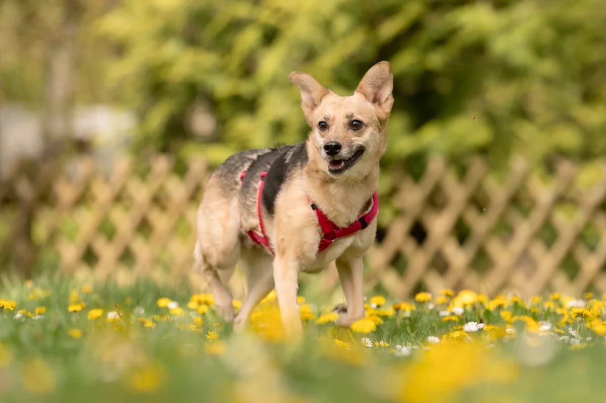 Klara, female 7yo Mixed Breed for adoption at Tierheim Nürnberg, Nuremberg