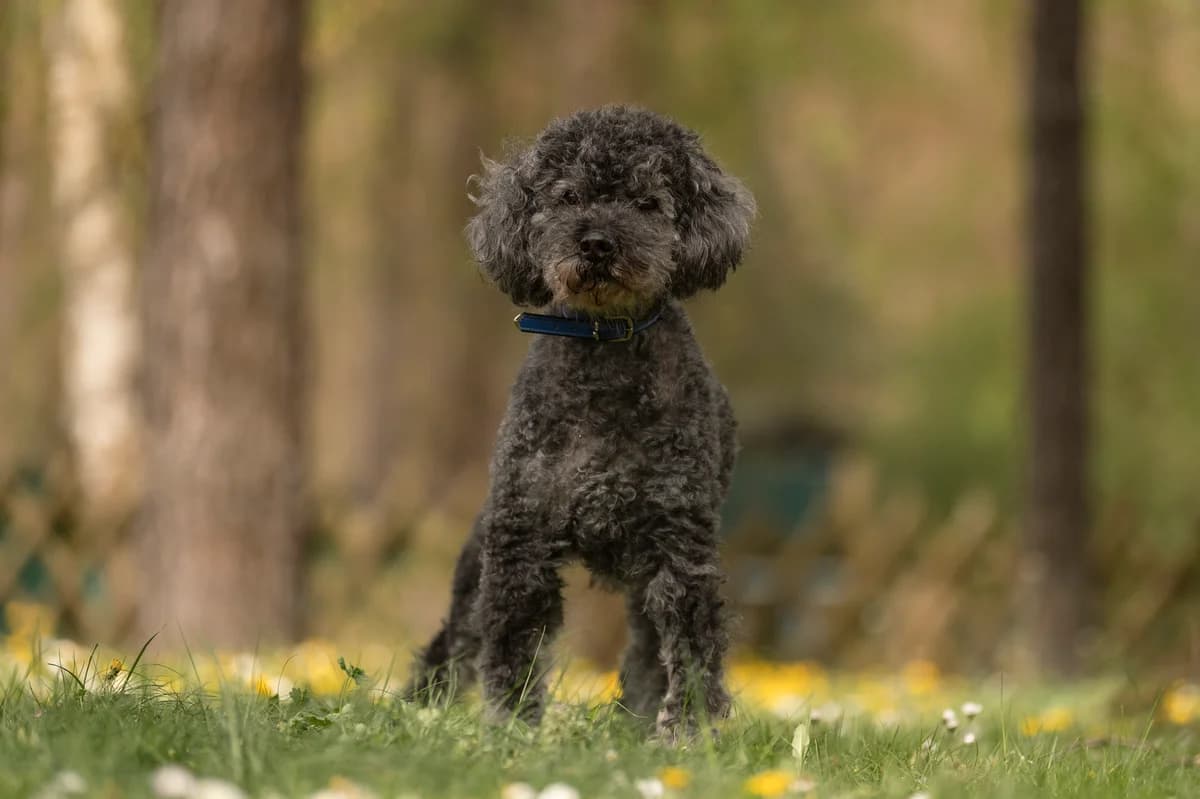 Millow., male senior Poodle for adoption at Tierheim Nürnberg, Nuremberg