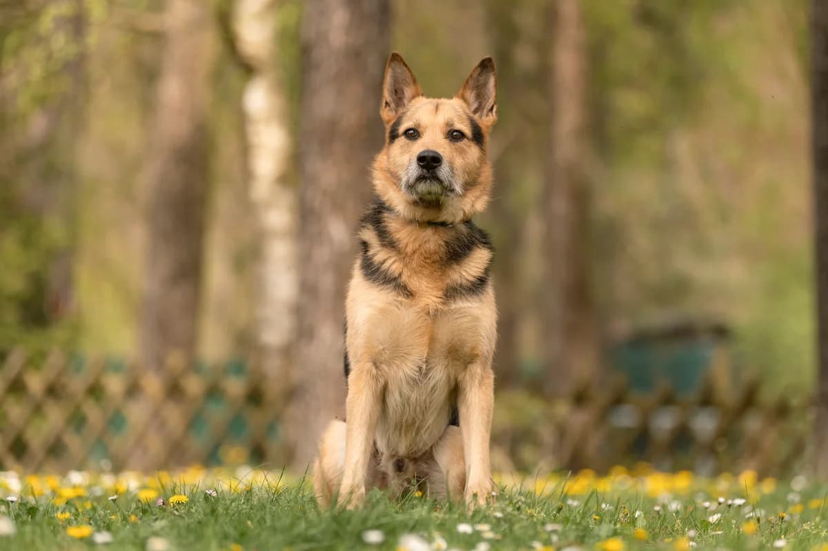 Paul., male 6yo Mixed Breed for adoption at Tierheim Nürnberg, Nuremberg