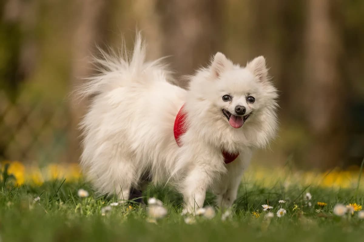 Scrat., female senior mixed breed for adoption at Tierheim Nürnberg, Nuremberg