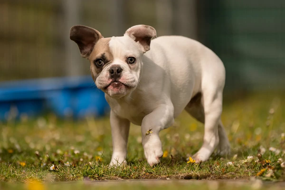 Toni, female puppy English Bulldog for adoption at Tierheim Nürnberg, Nuremberg