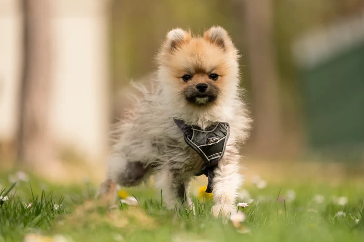 Toffee, male young Pomeranian for adoption at Tierheim Nürnberg, Nuremberg